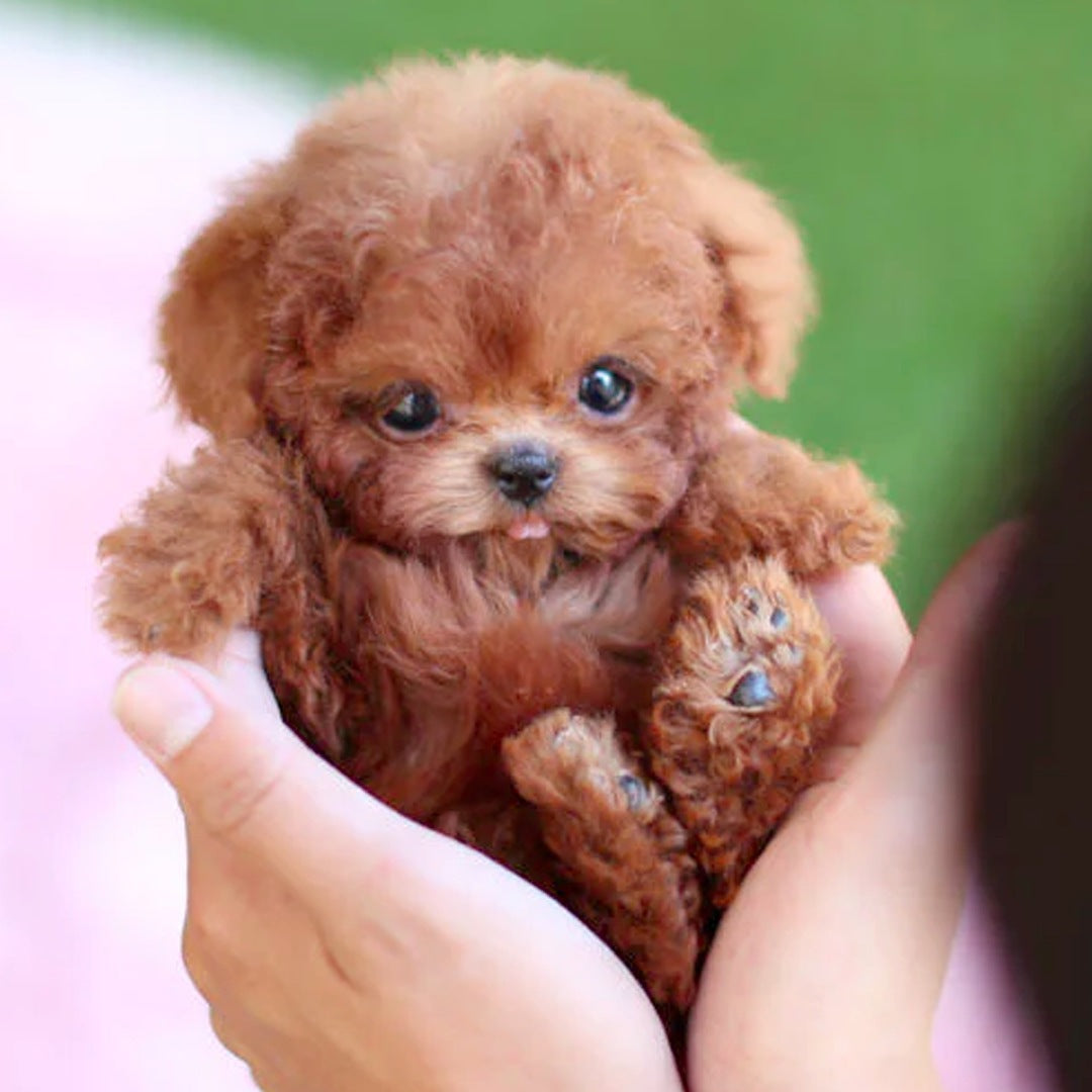 Dark brown interactive stuffed animal dog
